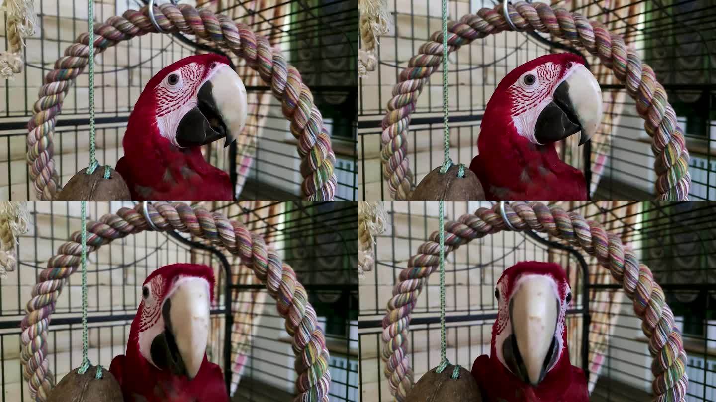 红鹦鹉Ara。鹦鹉的镜头。彩色大鹦鹉