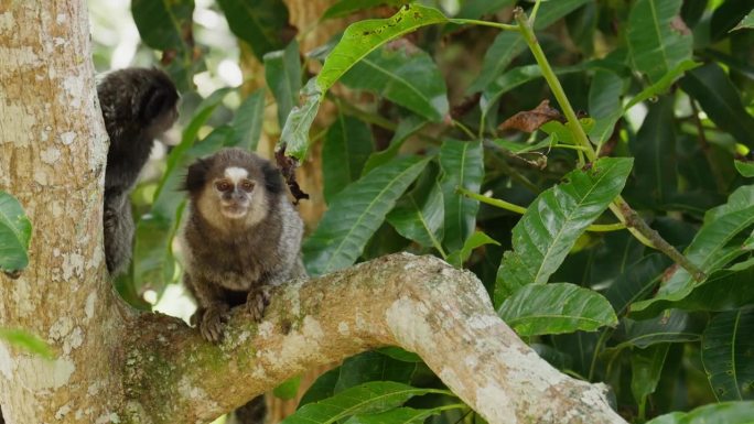 坐在热带森林树枝上的狨猴
