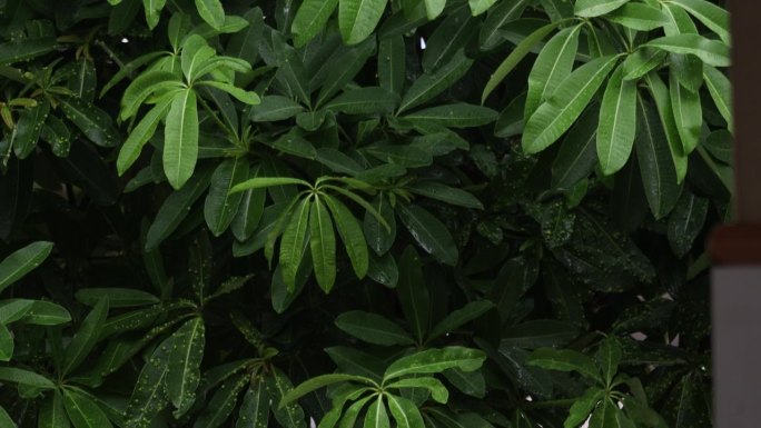 雨氧吧空气清新环保