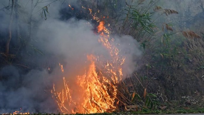 燃烧的灾难:在旱季，空中的危险随着森林中的地面火灾而升级，火焰点燃了丛林的草，大火吞没了整个地区。