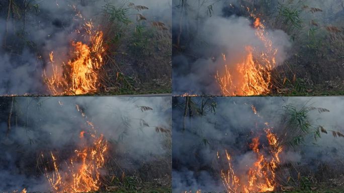 燃烧的灾难:在旱季，空中的危险随着森林中的地面火灾而升级，火焰点燃了丛林的草，大火吞没了整个地区。