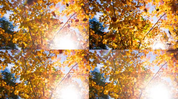五彩缤纷的秋林秋天到了枫叶叶黄叶枯叶叶子
