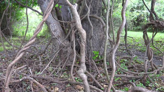 在茂密的丛林中，天然野生常春藤缠绕在树干上