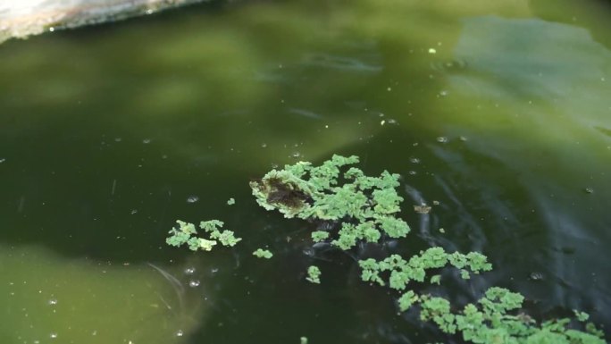 鲶鱼在池塘里以蕨类植物(小叶杜鹃)的形式获得天然食物
