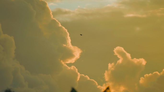 鸟在夕阳的天空和云彩中飞翔