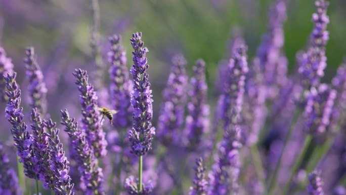 蜜蜂在紫色的薰衣草花上。盛开的薰衣草田，法国普罗旺斯。慢动作