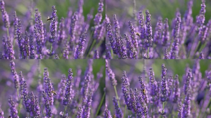 蜜蜂在紫色的薰衣草花上。盛开的薰衣草田，法国普罗旺斯。慢动作