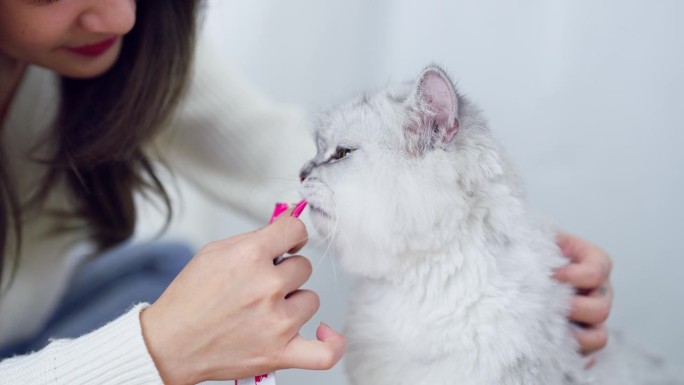 纯种白色小猫休息和享受猫果冻。宠物爱好者概念