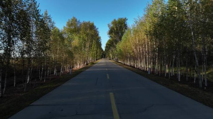 两边是白桦树的乡村道路航拍