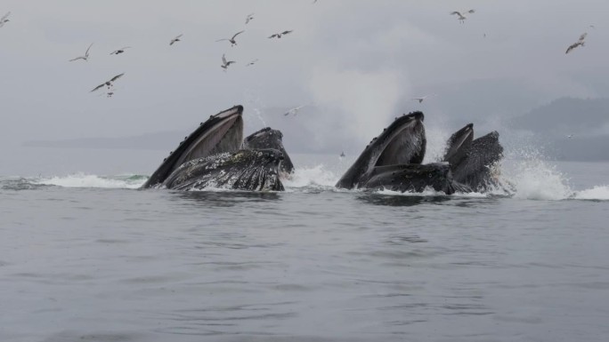 海洋的奇迹:蓝鲸张开嘴进食，海鸟在空中翱翔。