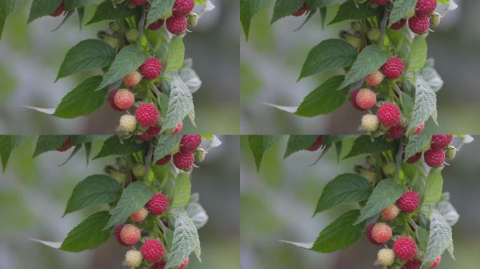 树莓在灌木上成熟。枝叶绿色，成熟多汁的覆盆子