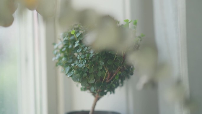 窗台上的盆栽，小树