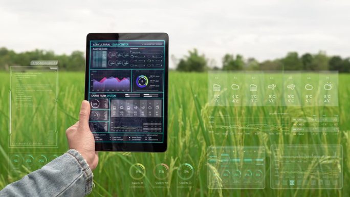 农民在水稻农场使用数字平板电脑，绿色水稻有机智能农场通过科技控制和可视化图形显示。