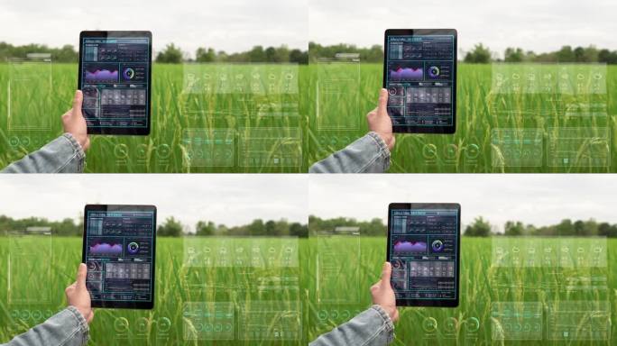 农民在水稻农场使用数字平板电脑，绿色水稻有机智能农场通过科技控制和可视化图形显示。