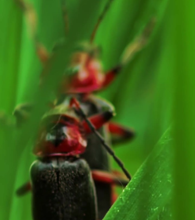 垂直视频一对交配的甲虫消防员在草地上爬行