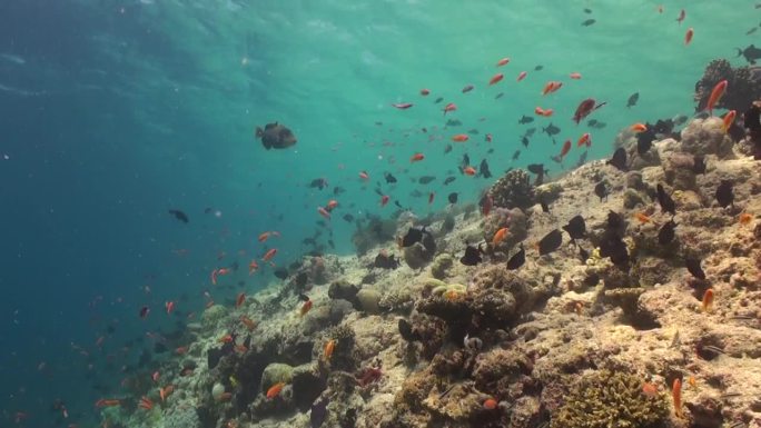 小黄鱼群为马尔代夫的水下珊瑚礁增添了活力。
