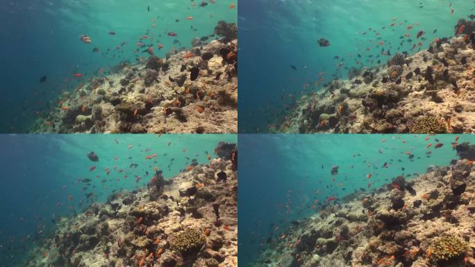 小黄鱼群为马尔代夫的水下珊瑚礁增添了活力。