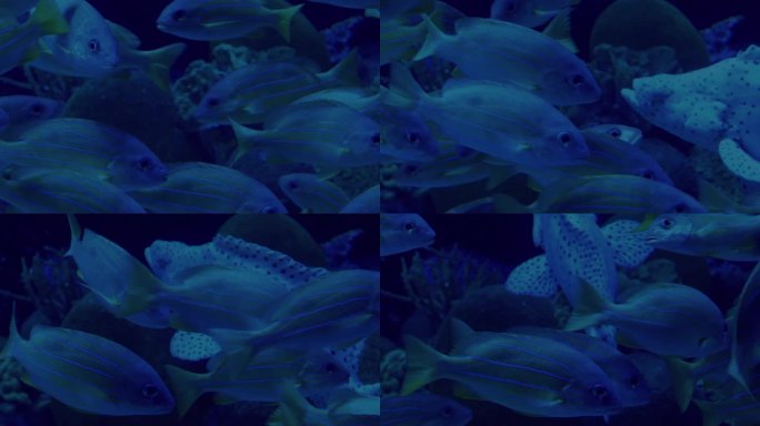晚上在珊瑚礁周围游泳的外来鱼类