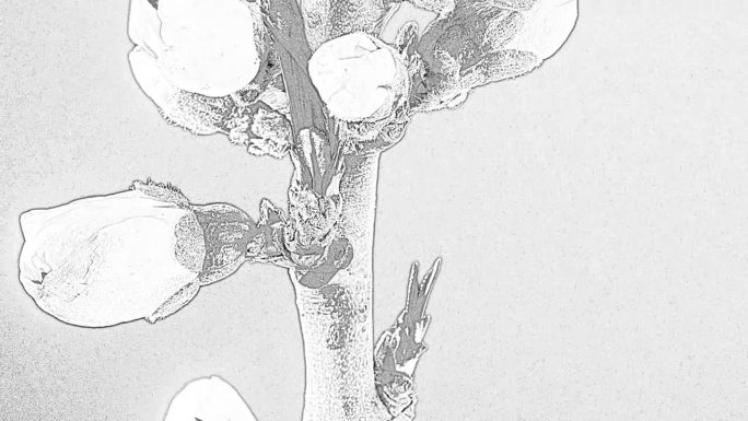 抽象的时间流逝的杏花花盛开和生长在一个白色的背景。杏花枝的铅笔写生。