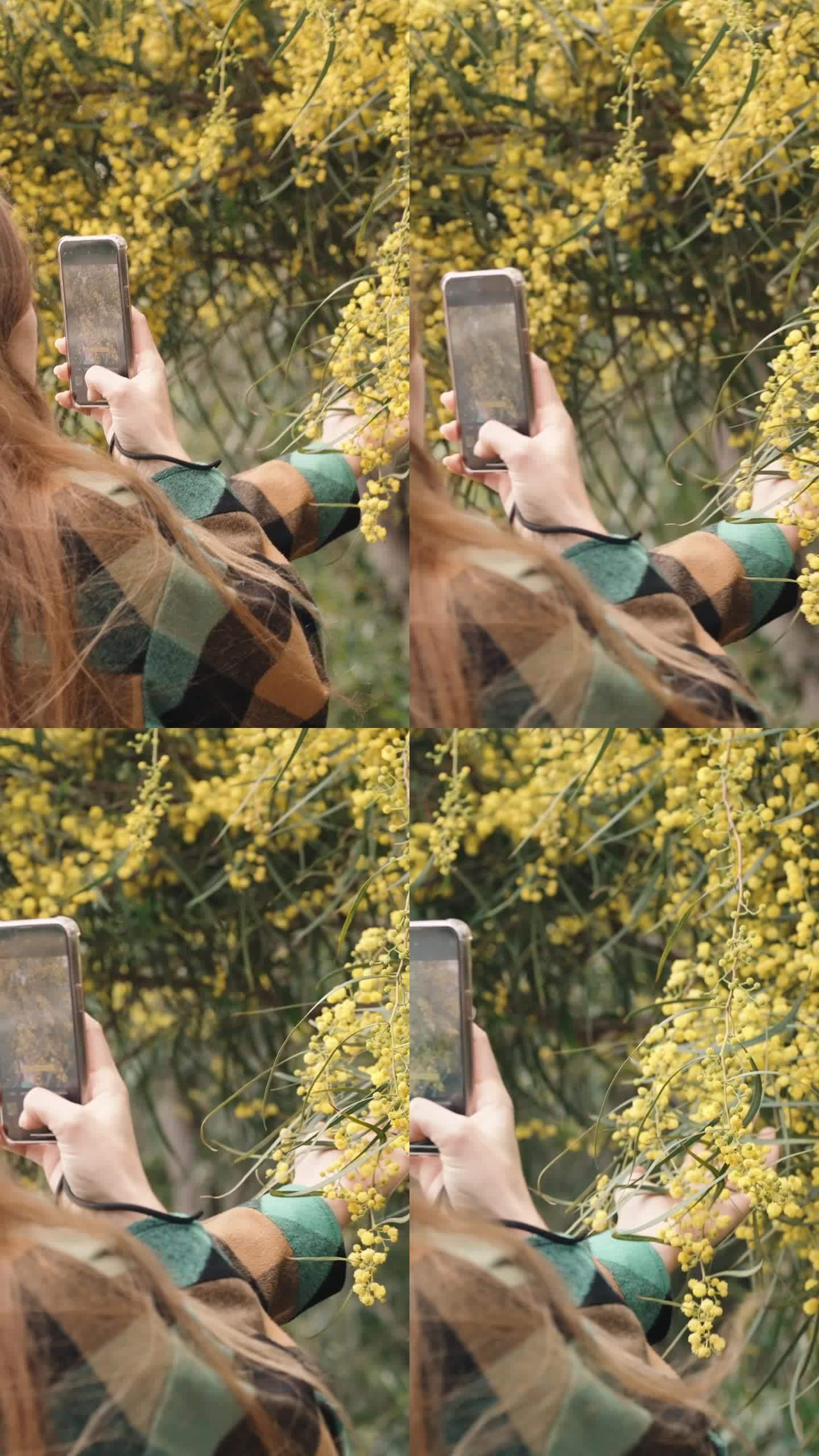 一个穿着绿色格子衬衫的女孩用手机给盛开的黄色含羞草拍照。垂直的。