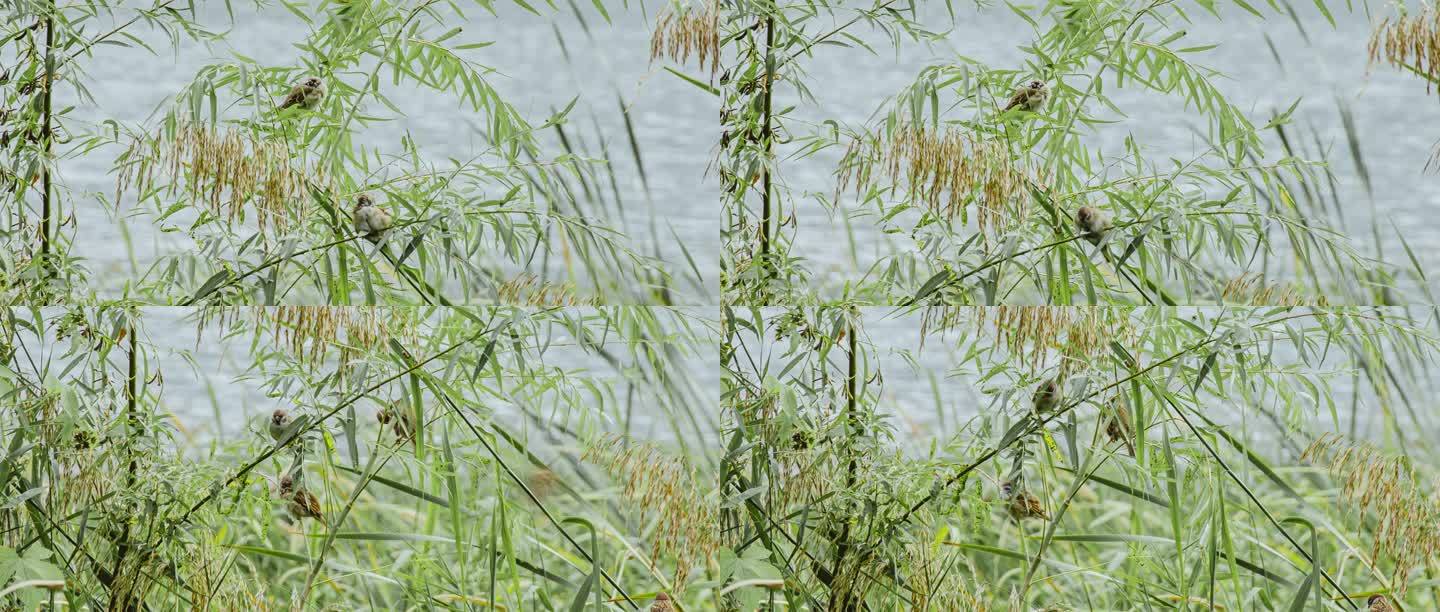 芦苇蒲草野草麻雀秋季湿地