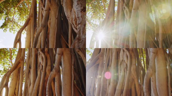 阳光明媚的一天，夏威夷威基基海滩上的一棵老榕树上，镜头的光晕透过老榕树滤过