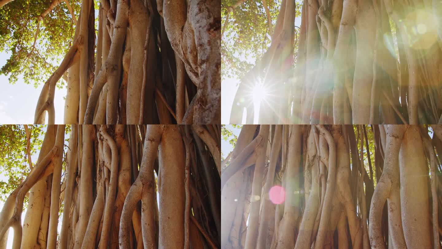 阳光明媚的一天，夏威夷威基基海滩上的一棵老榕树上，镜头的光晕透过老榕树滤过