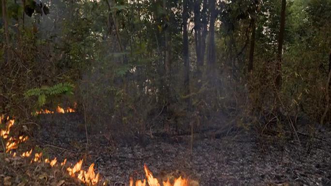 野火威胁:空气质量受到打击，地面大火肆虐森林在旱季，丛林草点燃，火焰蔓延失控。