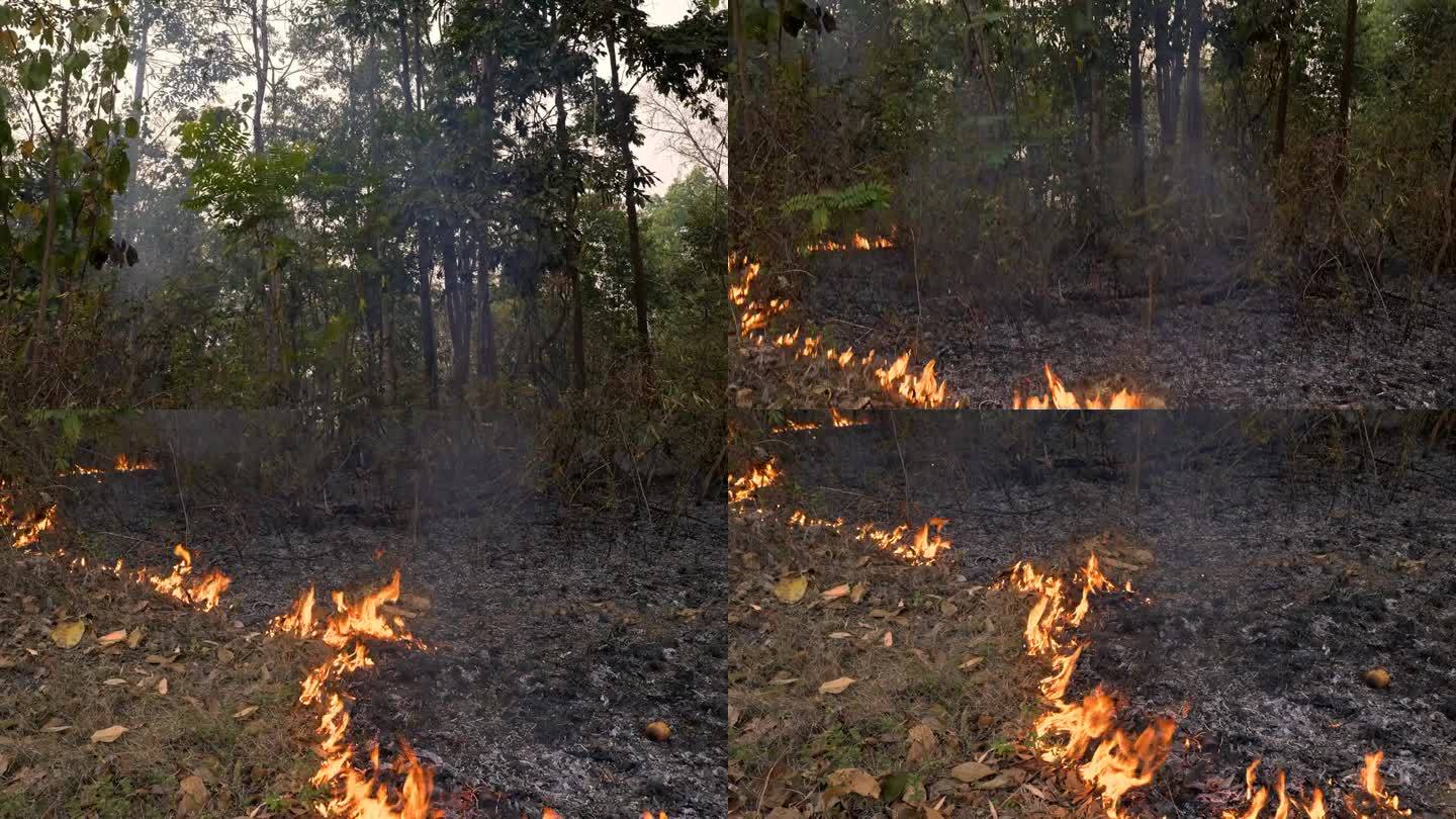 野火威胁:空气质量受到打击，地面大火肆虐森林在旱季，丛林草点燃，火焰蔓延失控。