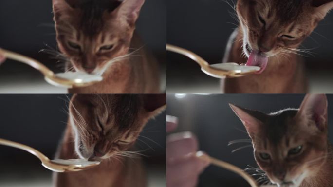 阿比西尼亚小猫吃酸奶从金勺手持视频