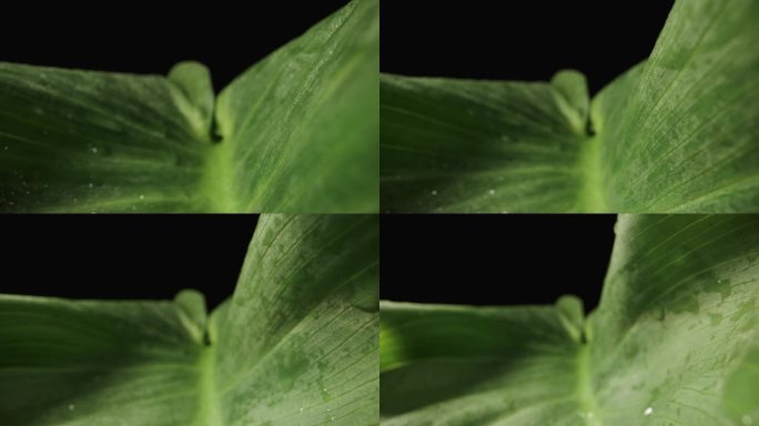 黑色背景上的一片巨大的绿色马蹄莲叶子，相机滑过它的表面。