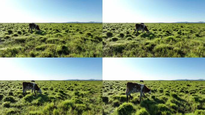 牛在草地吃草