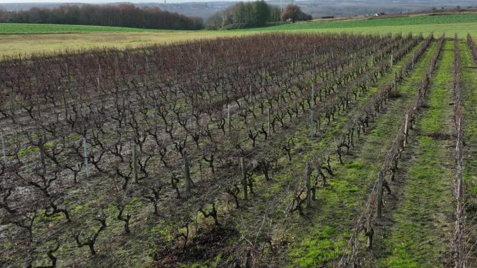 法国图兰冬季的葡萄藤种植园