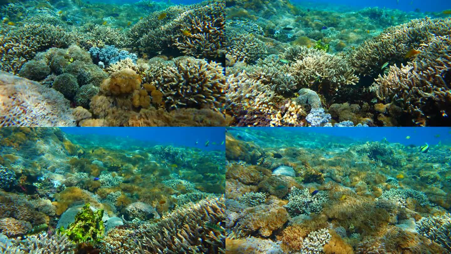 彩色珊瑚的慢动作慢动作美丽彩色