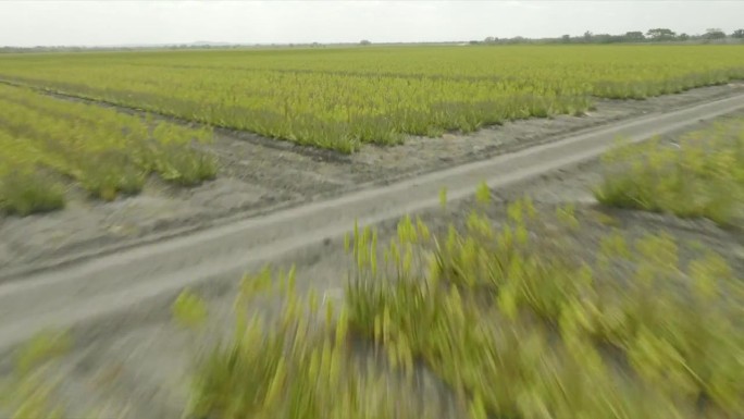无人机拍摄的芦荟植物