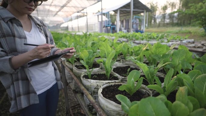 女农民使用数字平板监测和检查温室中的有机蔬菜