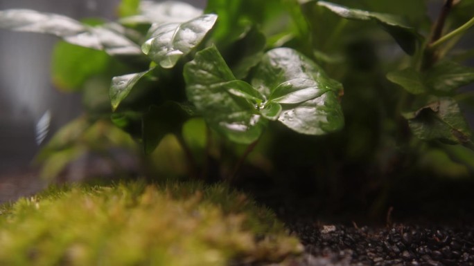 小多肉植物和苔藓生长在一个罐子极端特写。树叶背景上的水滴