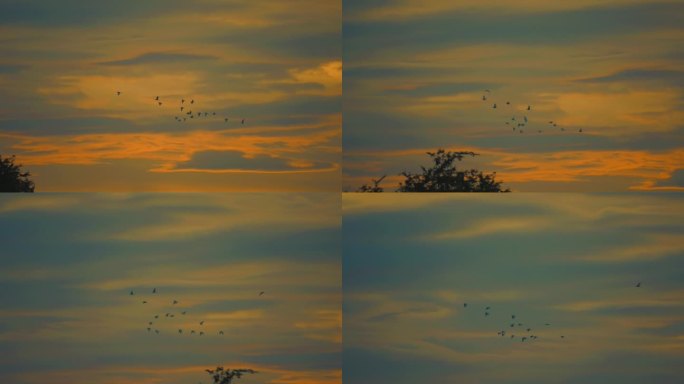 鸟在夕阳的天空中飞翔