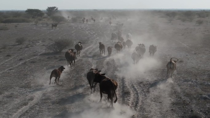 空中特写后视图。气候变化。干旱。水危机。瘦弱的牛群沿着尘土飞扬、干燥的小路奔跑，寻找水源