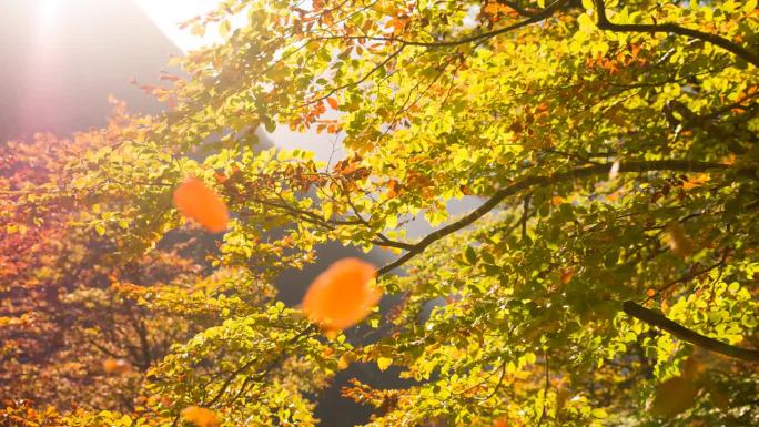 美丽的多彩秋林树叶飘落金色叶子树叶黄了