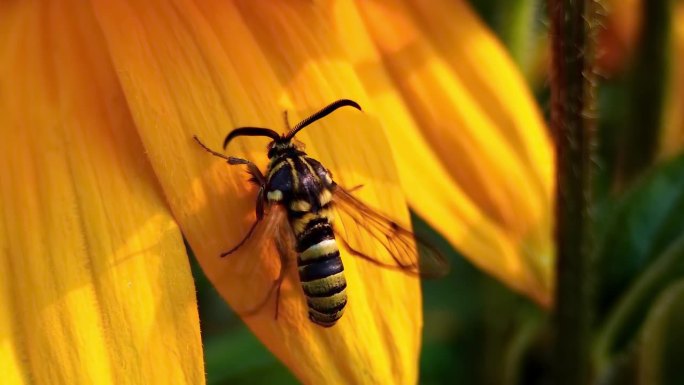 一种在黄色花朵上的树莓冠蛀虫或黑莓清翅蛀虫。蛾科的一种蛾。