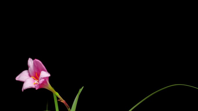 粉红色的雨百合也被称为Rosepink Zephyr百合或仙女百合花从花蕾到盛开，然后在黑色背景上孤