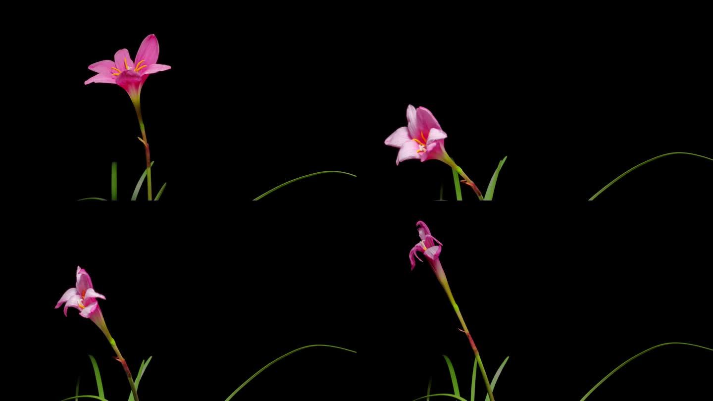 粉红色的雨百合也被称为Rosepink Zephyr百合或仙女百合花从花蕾到盛开，然后在黑色背景上孤