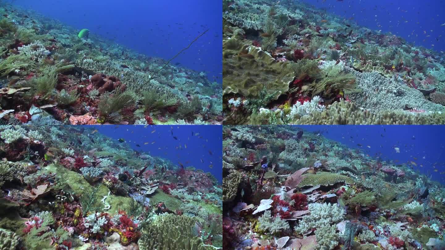 巴厘岛的水下景观，珊瑚礁和鱼类创造了迷人的画面。