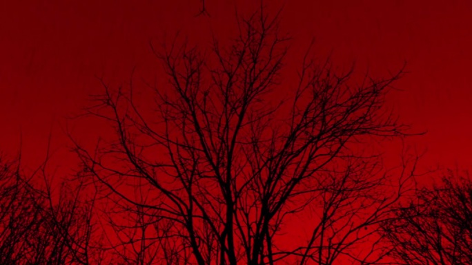 酸雨落在枯树上红色背景枯枝空镜头