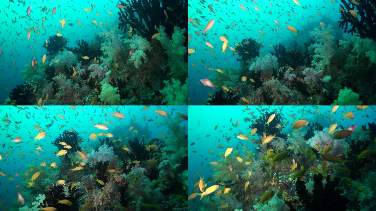 一群充满活力的黄鱼为马尔代夫的珊瑚礁增添了色彩。