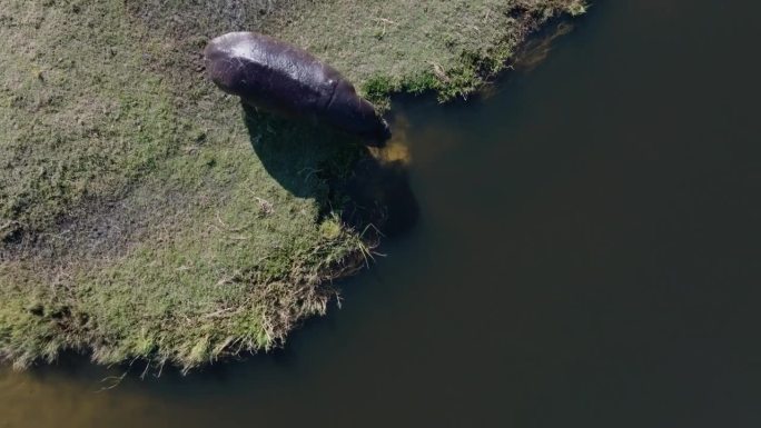 垂直向下的天线。河马跳入奥卡万戈三角洲的一条河里