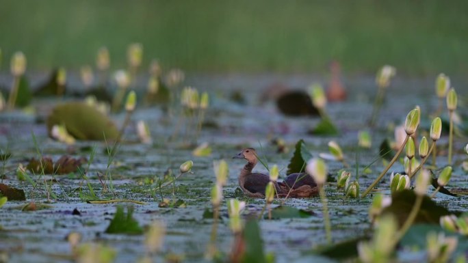 湿地上的一群小黄鸭