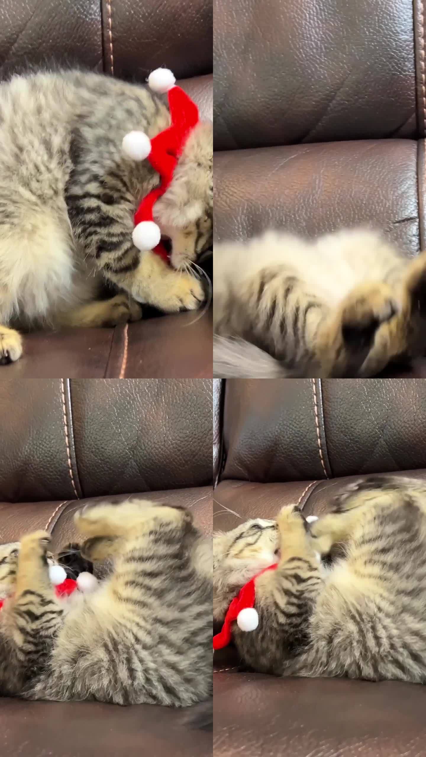 一只可爱的小猫正试图取下脖子上的绷带，这是它在圣诞节或新年时被抱起来的。它用前爪推开绷带，然后仰面倒