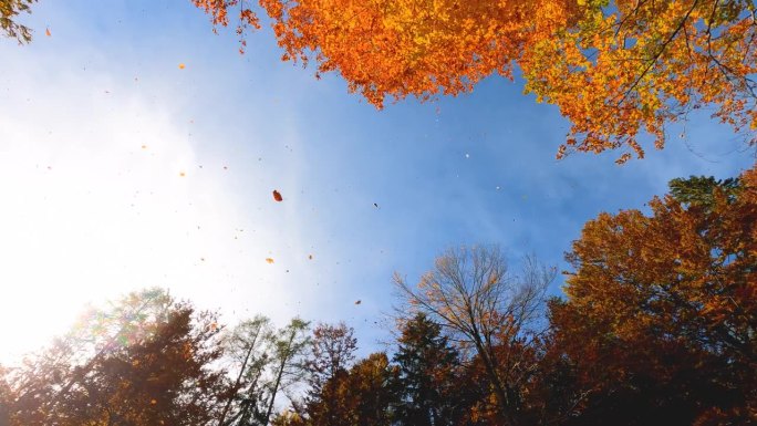 在一个美丽的阳光明媚的秋天，穿过一片色彩缤纷的森林